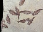 Fossil Fish (Gosiutichthys) Mortality Plate - Lake Gosiute #63156-1